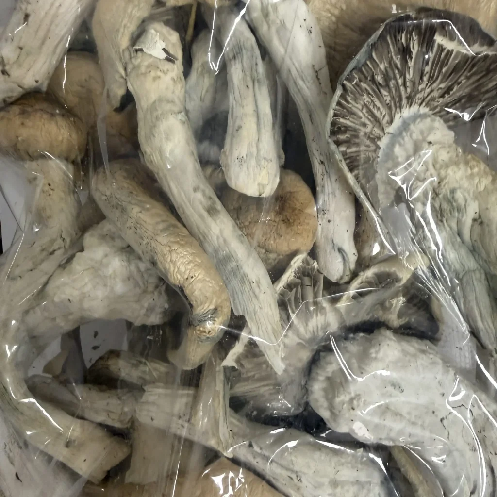 Myco & Co and Mush-Room Penis Envy Magic Mushrooms